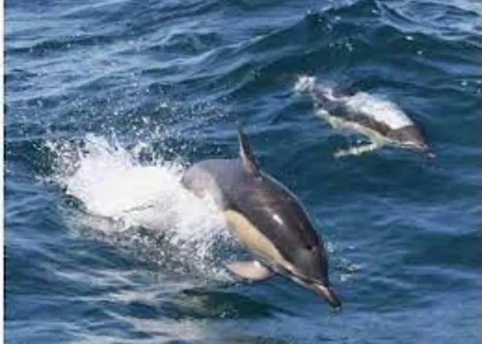 Nordic House Near The In Quiet Neighborhood, Amenities Tacoronte